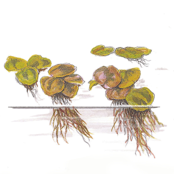 1-2-GROW Phyllanthus fluitans